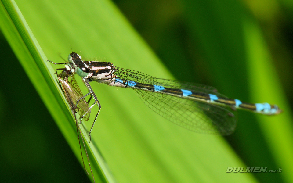 Variable Bluet (Female, Coenagrion pulchellum)